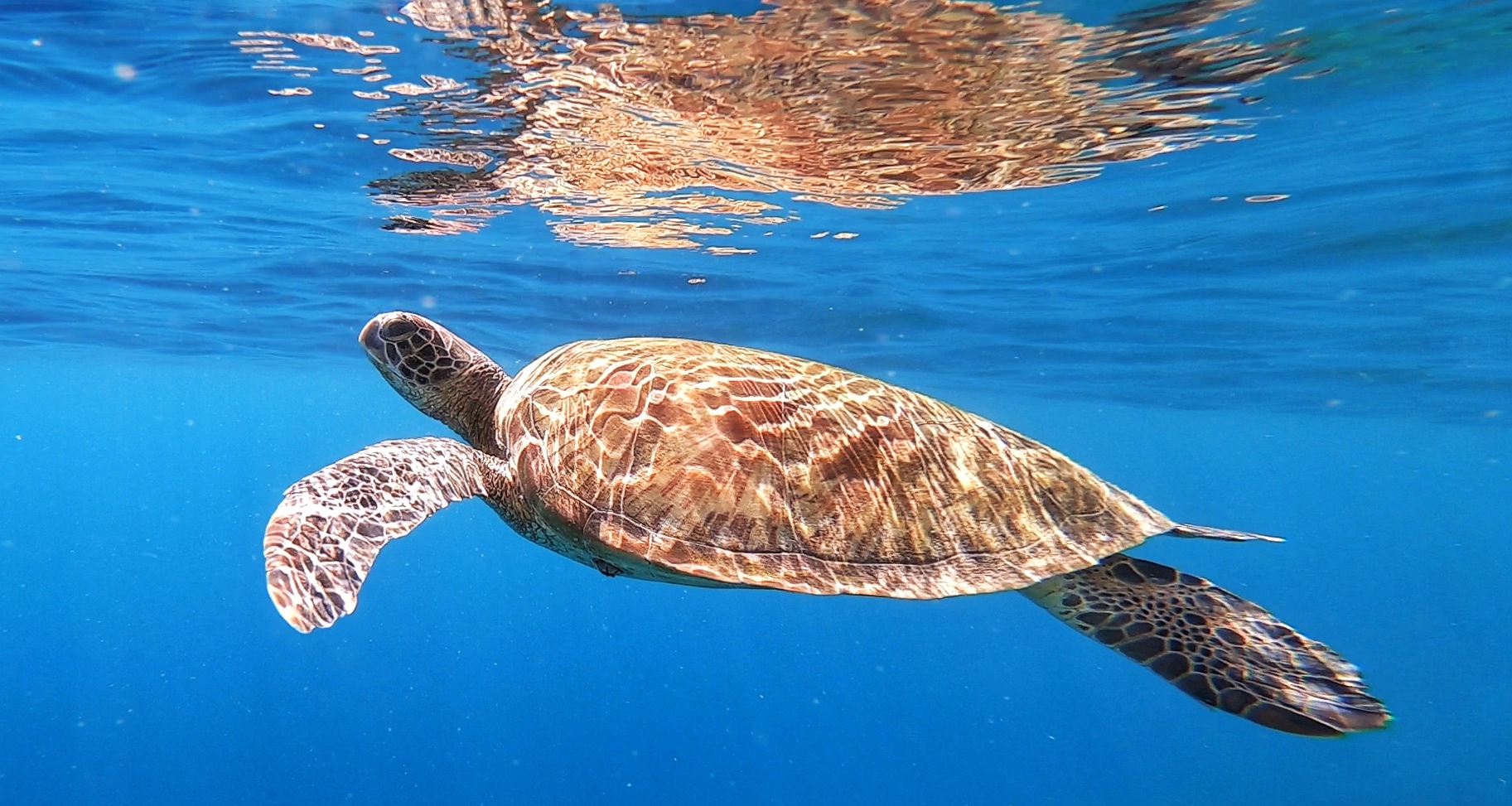 Oslob to Moalboal, sea turtle