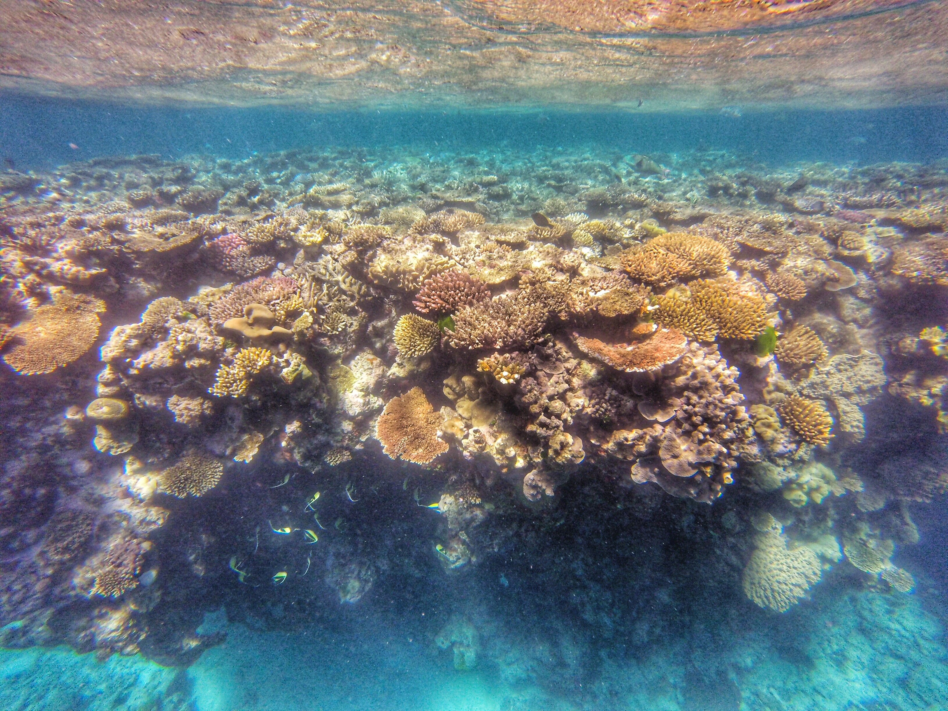 The Great Barrier Reef - Unexplored Footsteps