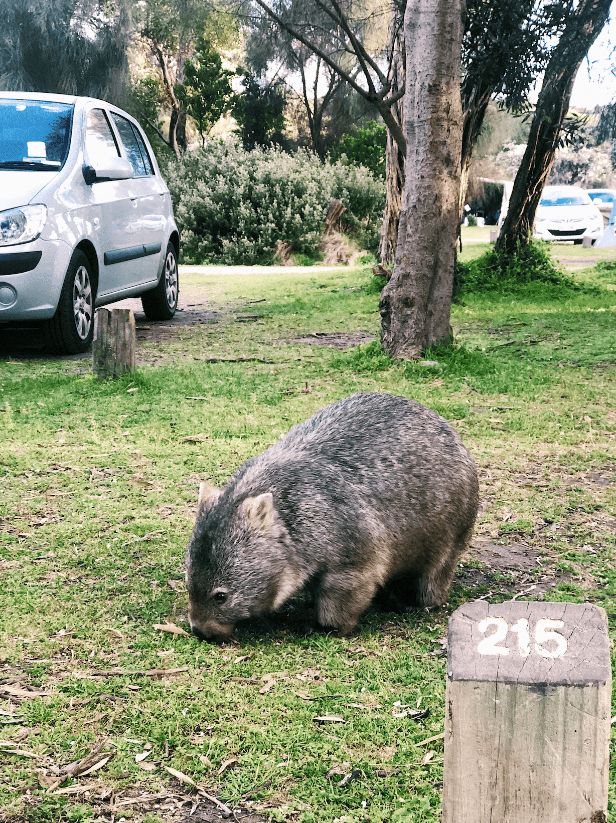 Wombat at Wilsons Prom