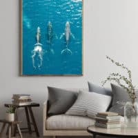 07 Humpback Whales Drone Print