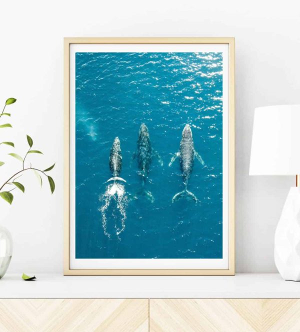 07 Humpback Whales Drone Print