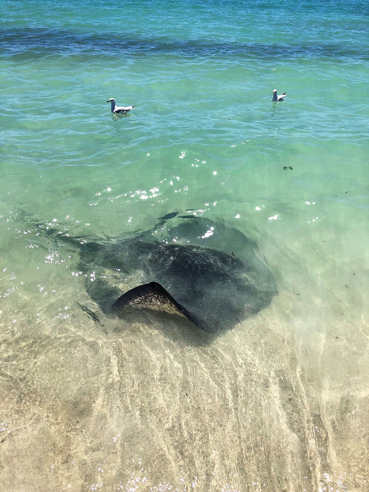 Hamlin Bay Beach Sting Rays