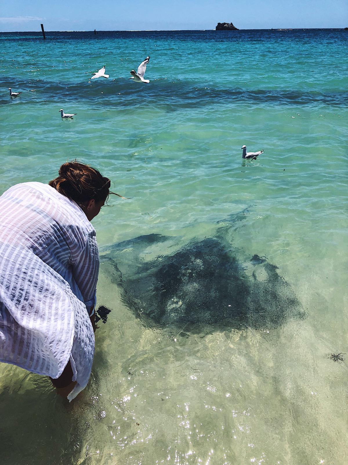 Hamelin Bay Stingrays