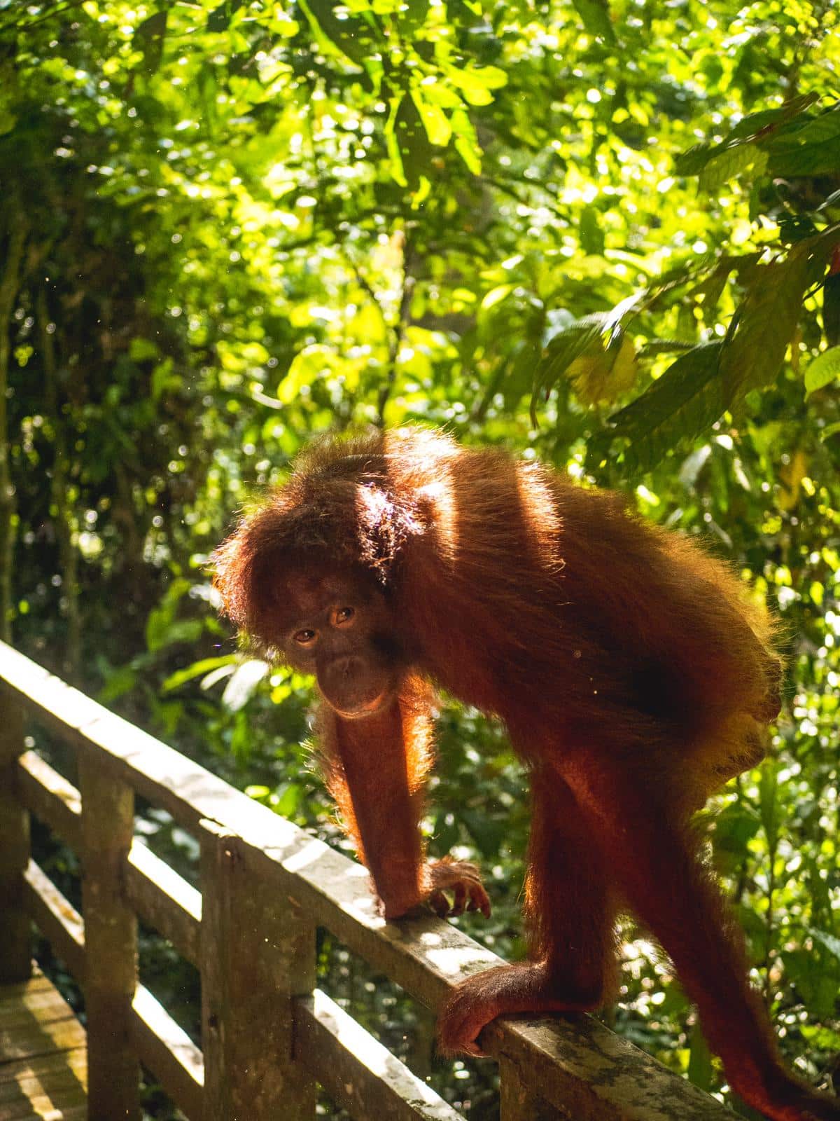 Borneo Orangutan - The Best Place to See Wild Orangutan's