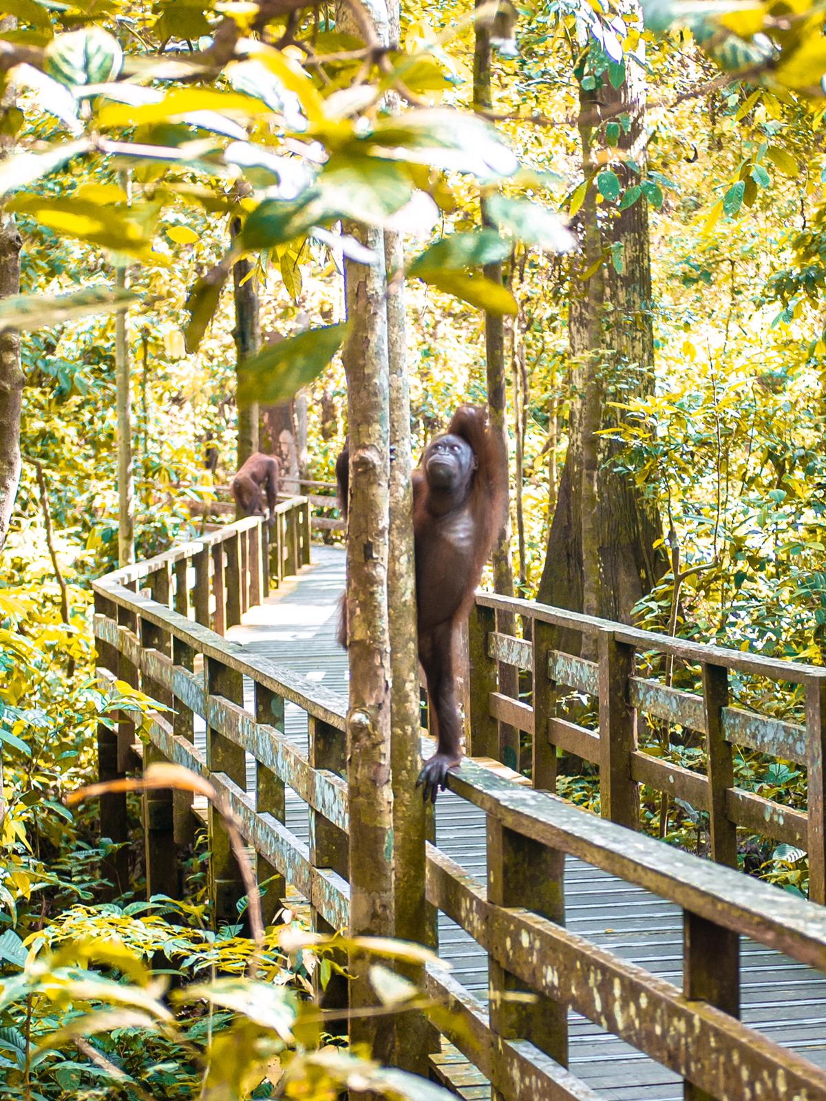 Borneo orangutan - borneo jungle