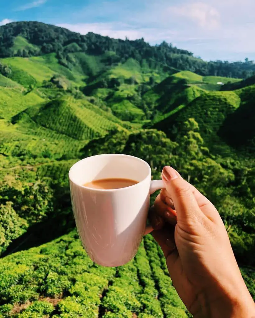 Cameron Highlands Malaysia The Ultimate Travel Guide